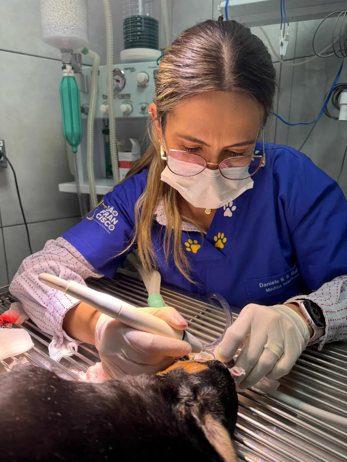 Médica veterinária realizando tartarectomia com ultrassom odontológico em um cão anestesiado, na Clínica São Francisco, Itararé/SP