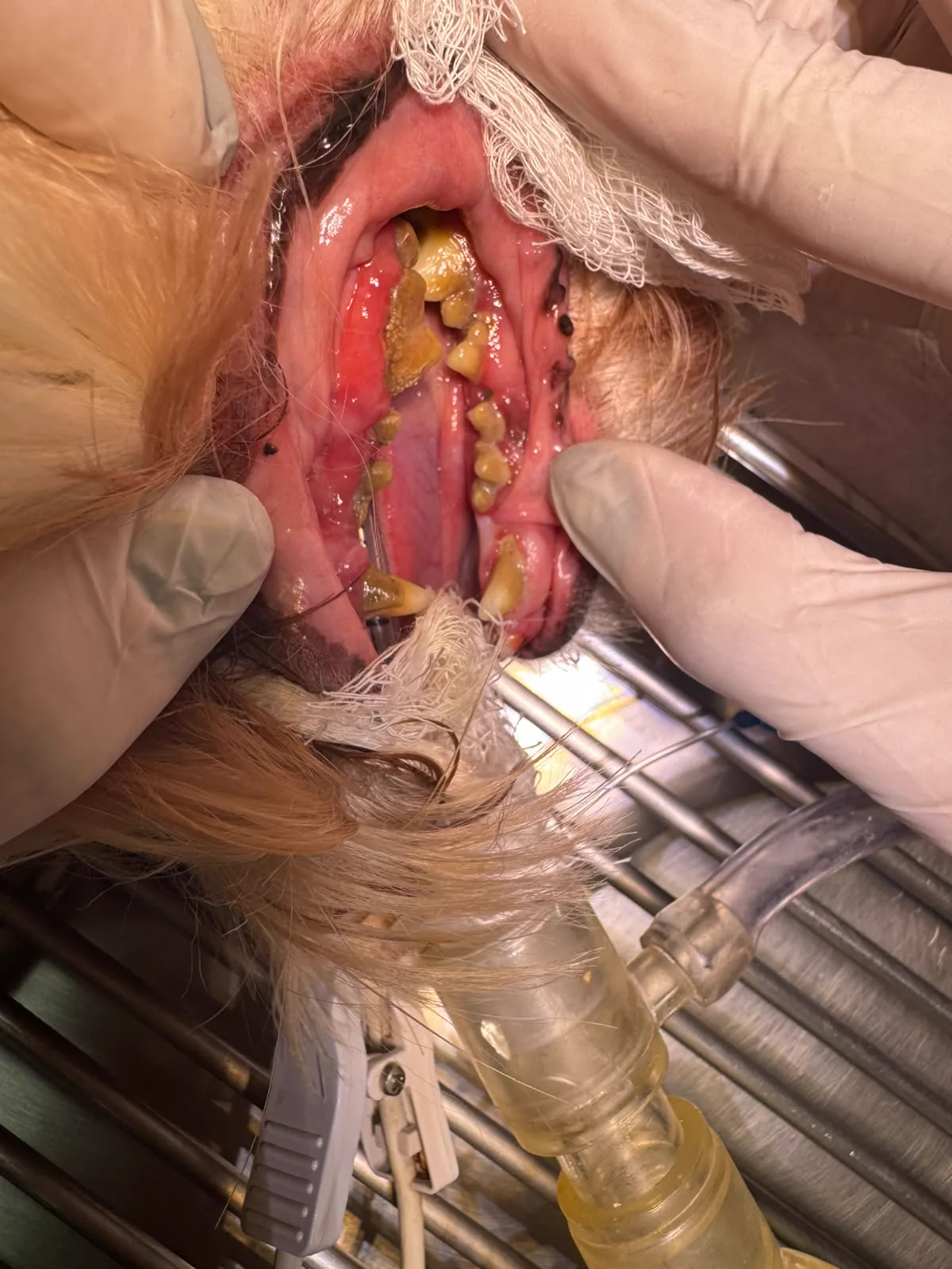 Dentes de um cão com tártaro acumulado e gengiva inflamada, antes da tartarectomia na Clínica São Francisco, Itararé/SP