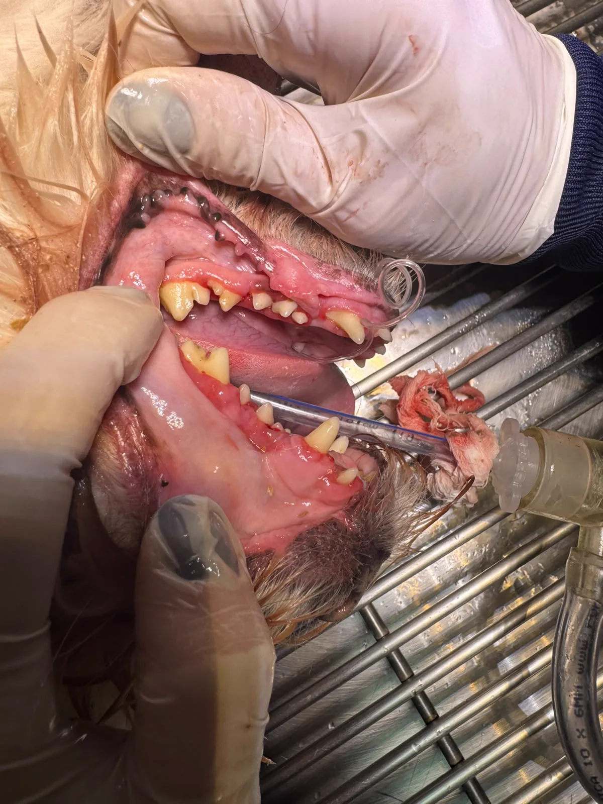 Dentes do mesmo cão limpos e gengiva tratada, depois da tartarectomia na Clínica São Francisco, Itararé/SP